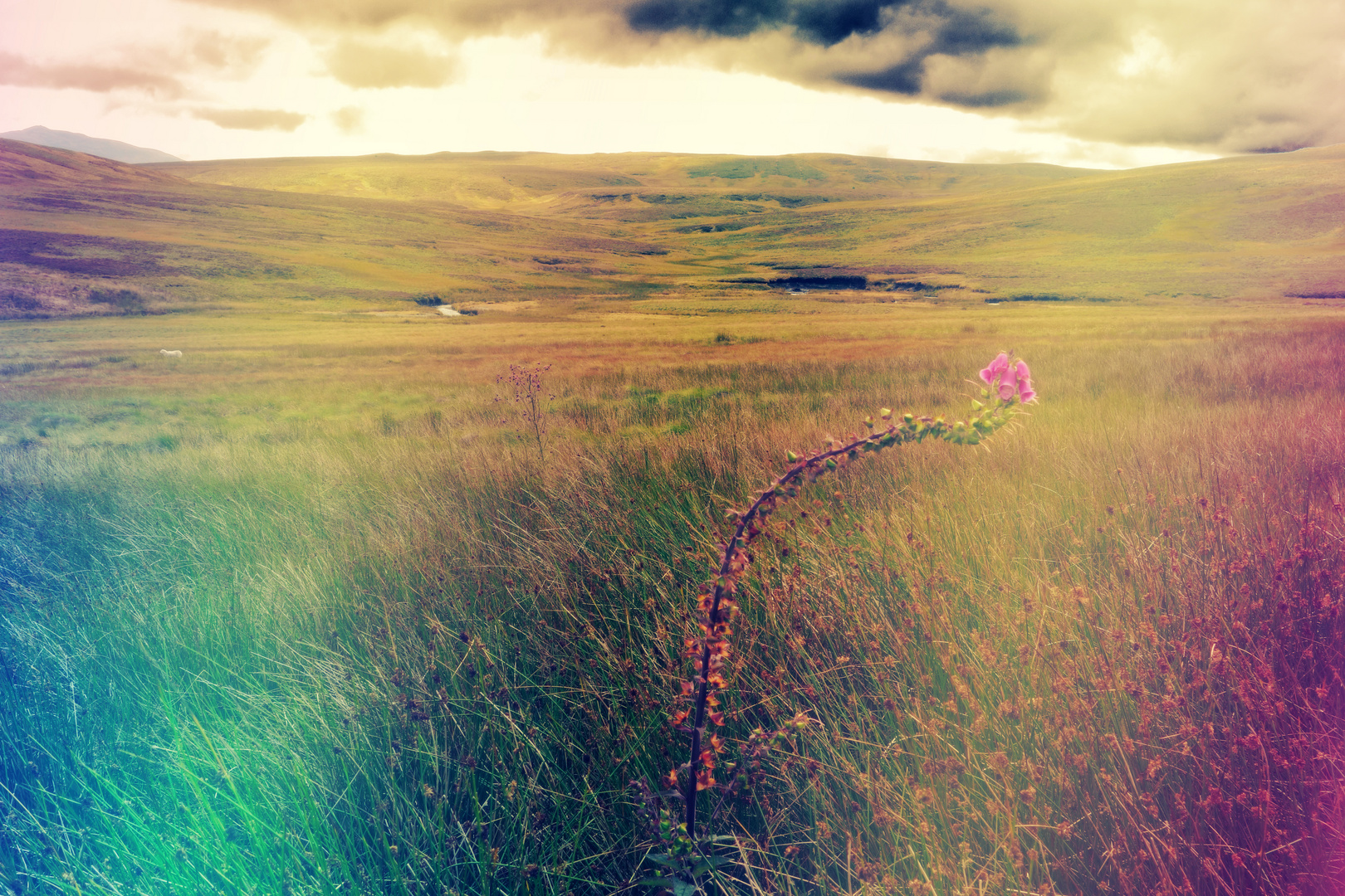 Colored grassland