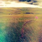 Colored grassland