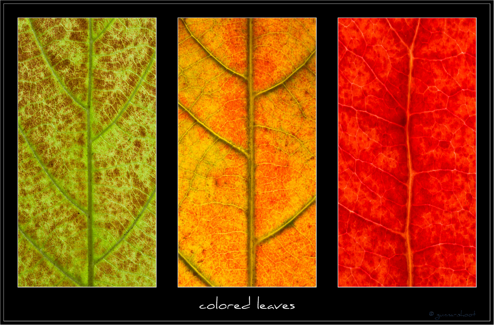 colored leaves