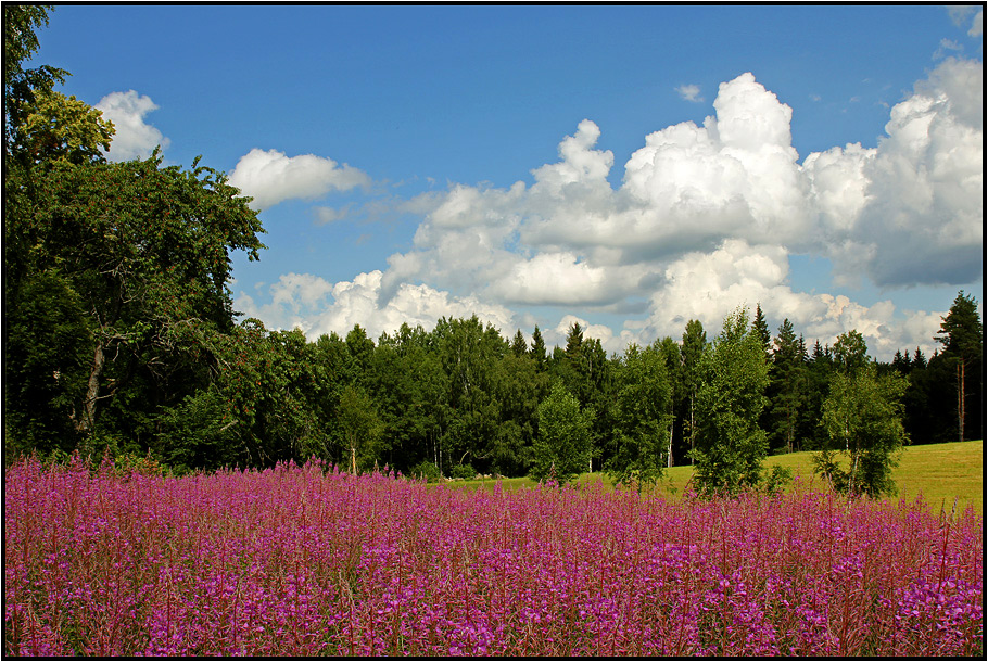 | colored meadows |