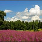 | colored meadows |