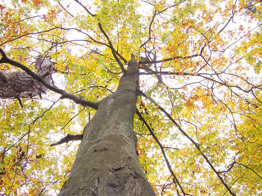 Colored tree