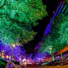 Colored Trees at Night