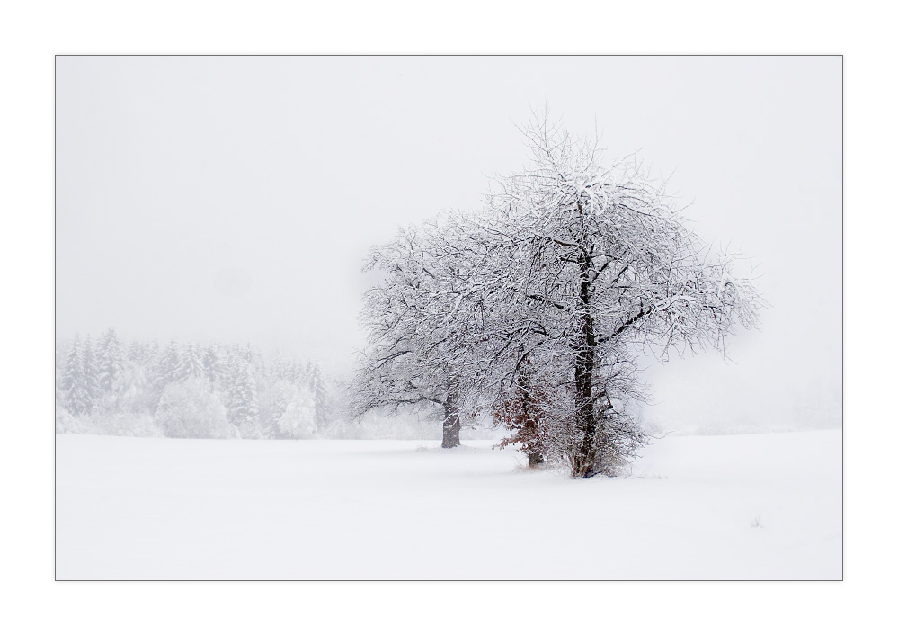 colored winter