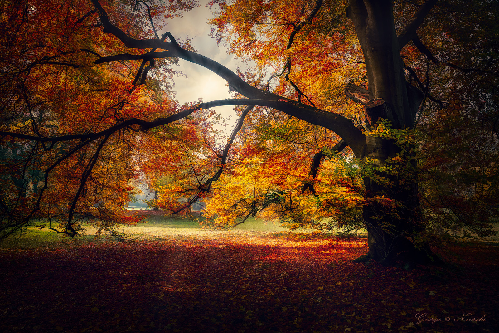 Colored_Tree_in Autumn