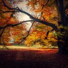 Colored_Tree_in Autumn