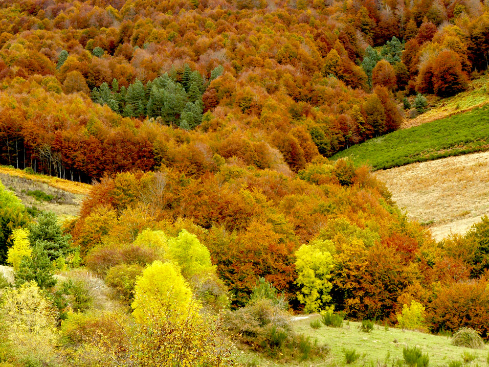 Colores de Irati II