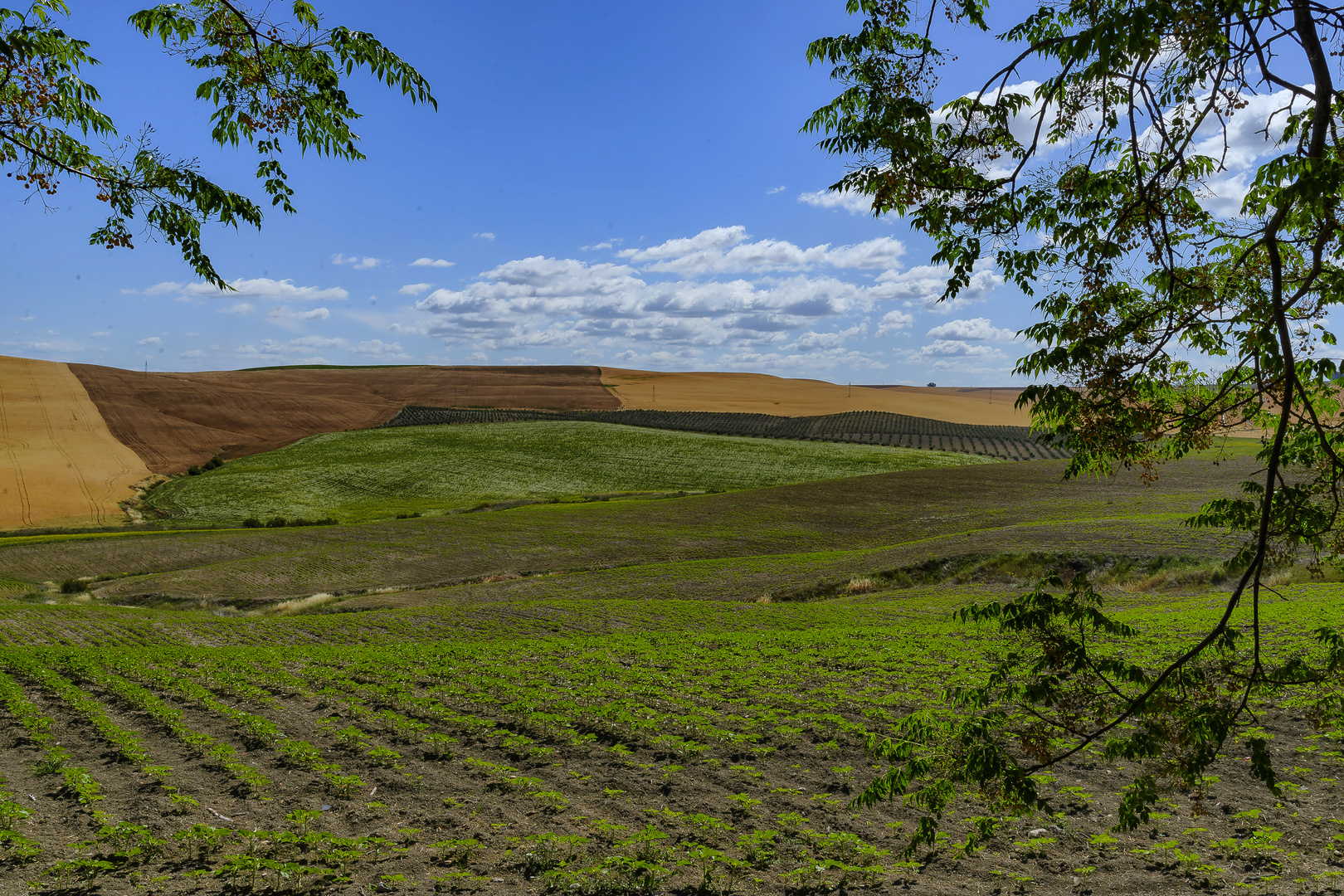 COLORES DE LA CAMPIÑA