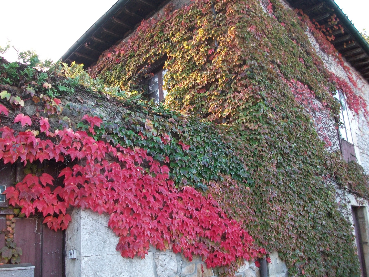 Colores de la hiedra en otoño