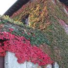 Colores de la hiedra en otoño