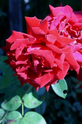 colores de la naturaleza