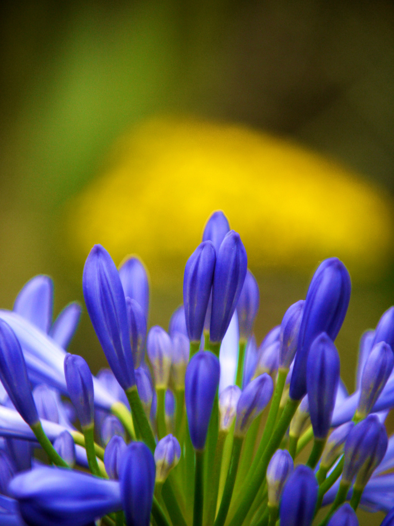 colores de la Quinta