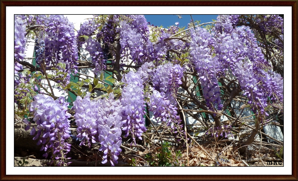 COLORES DE OFRECE LA PRIMAVERA 2012