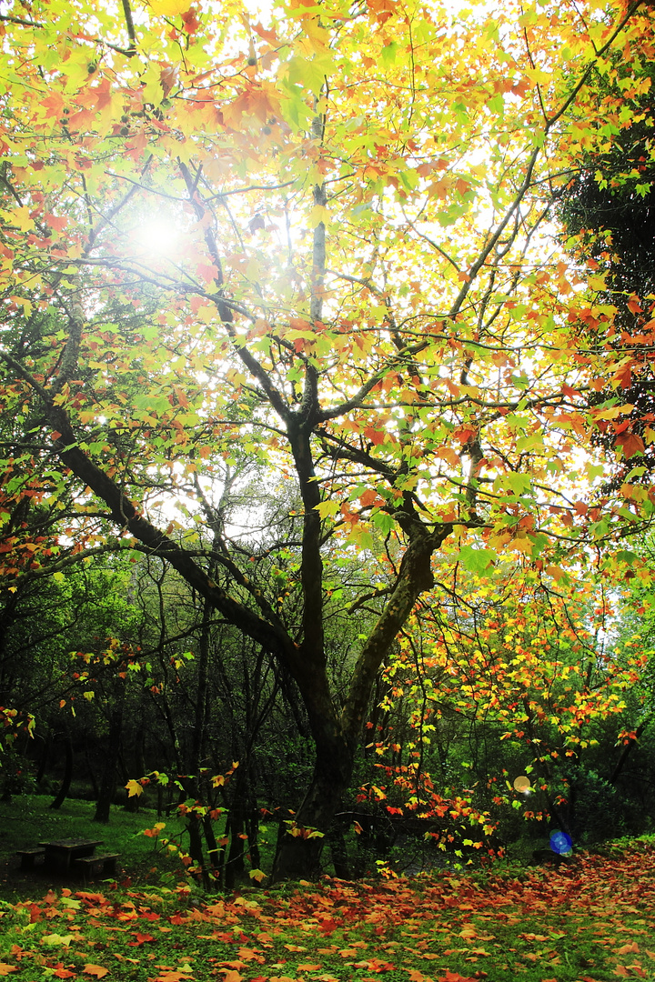 colores de otoño