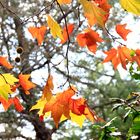 colores de otoño 2