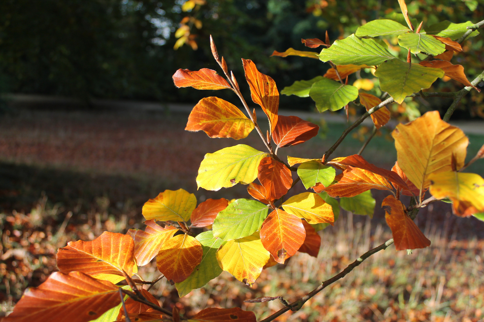 Colores de Otoño 2