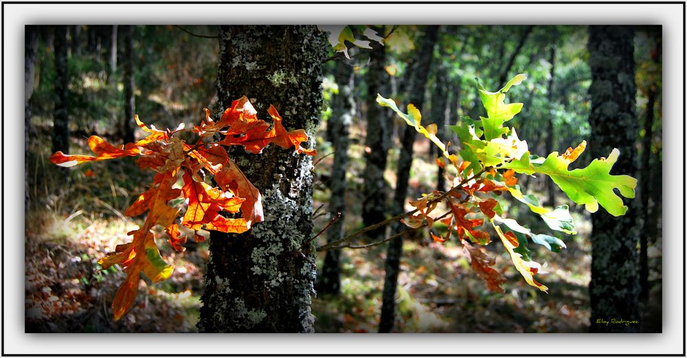 Colores de Otoño 2