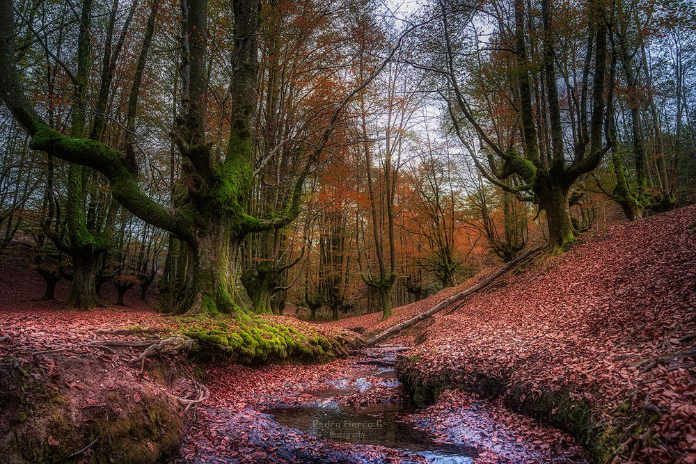 Colores de otoño...