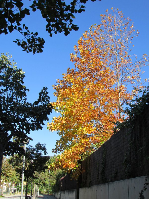 colores de otoño