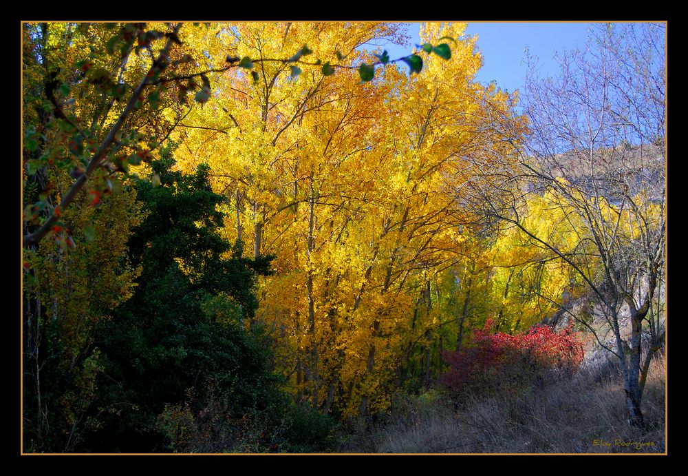 Colores de Otoño 6