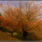 Colores de otoño