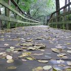 Colores de otoño