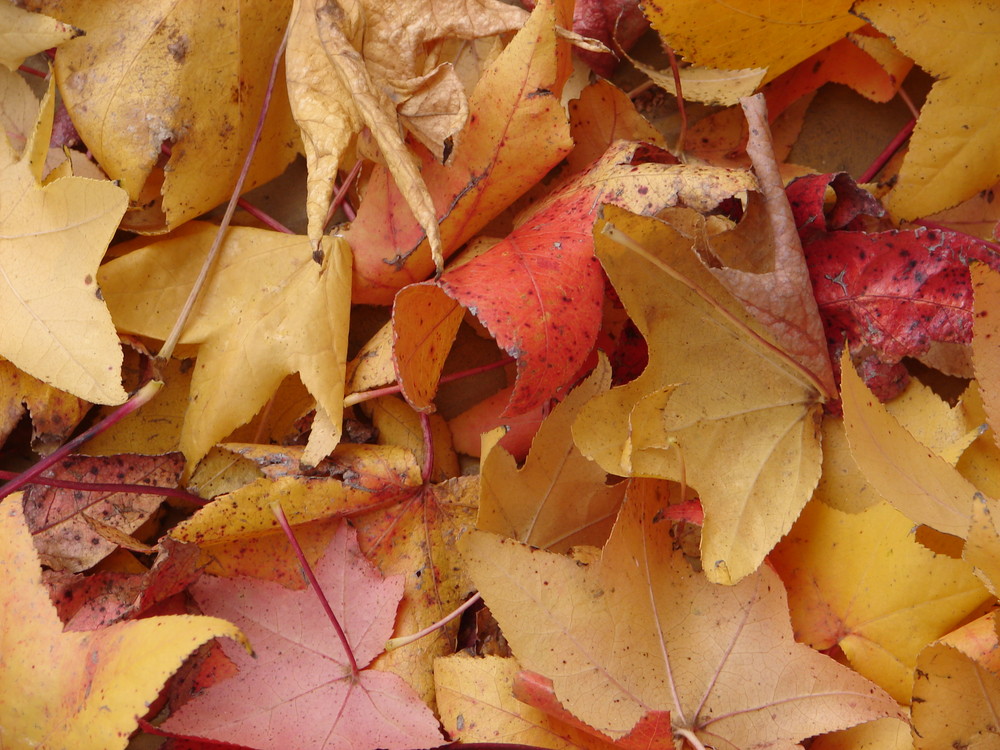 colores de otoño