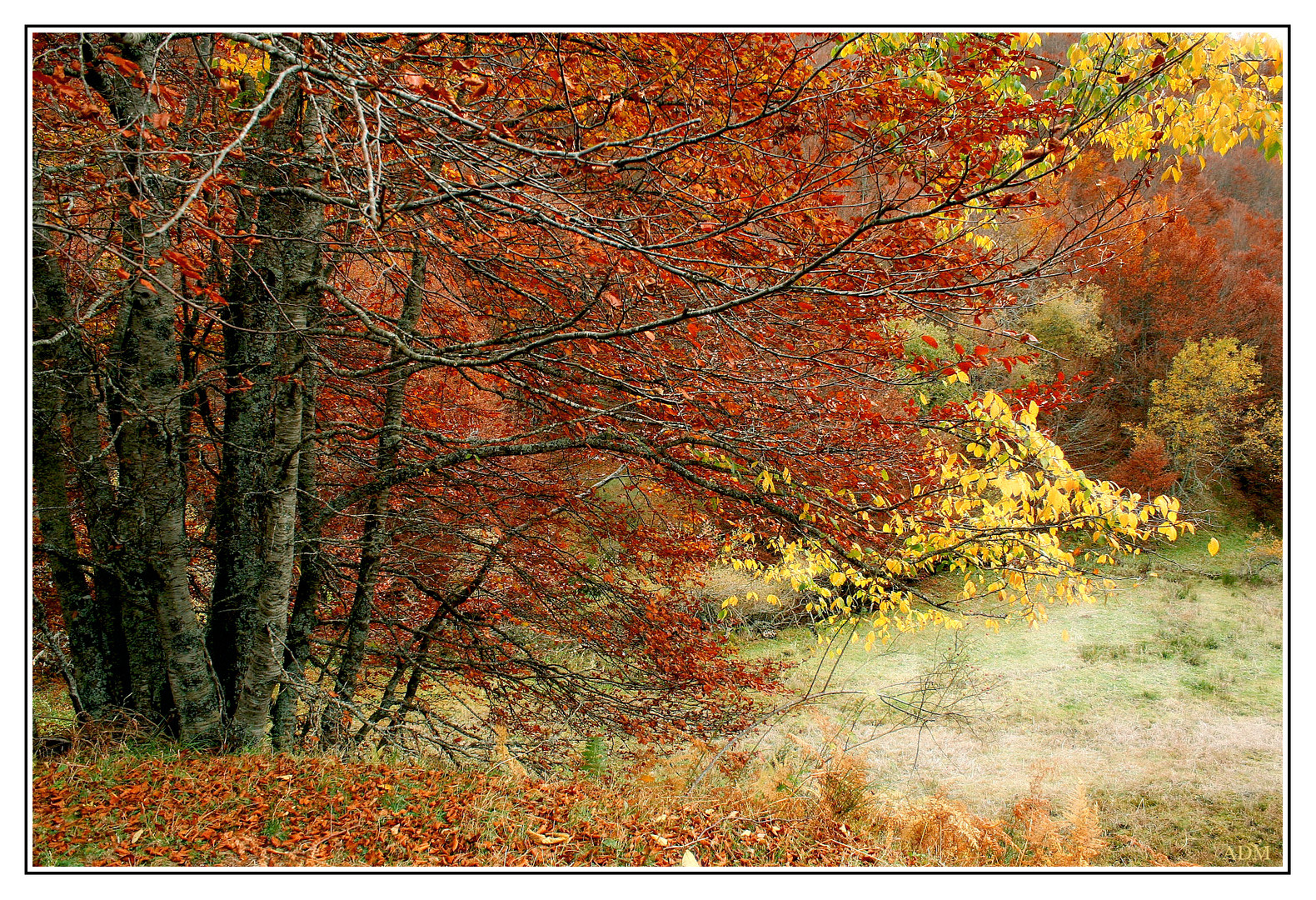 Colores de otoño (III)