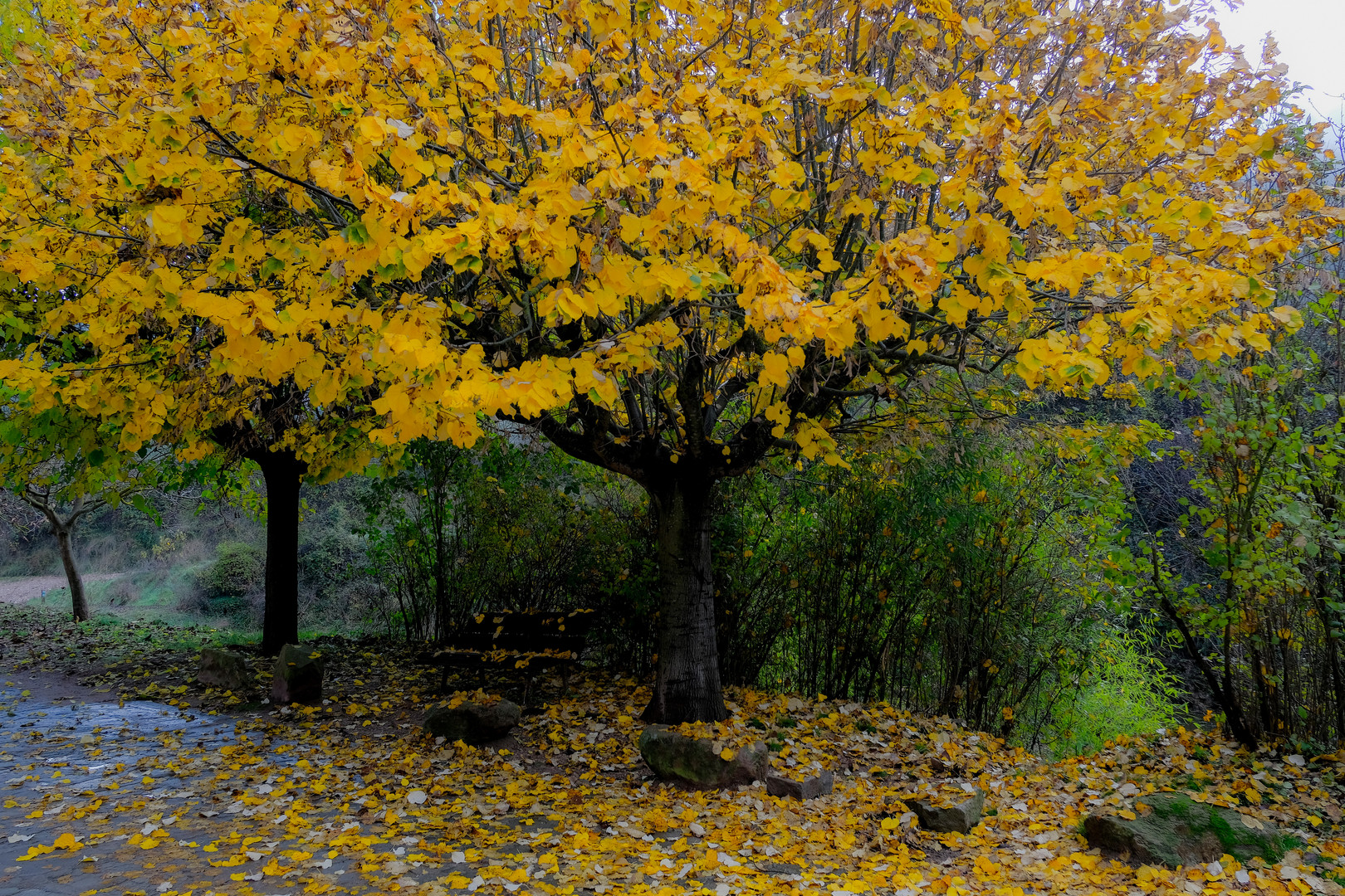 Colores de Otoño III