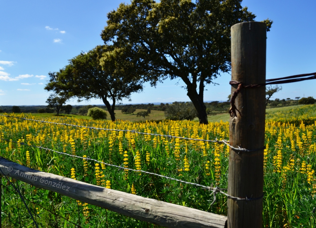 Colores de primavera