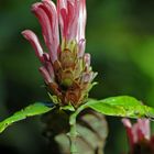 Colores de una flor