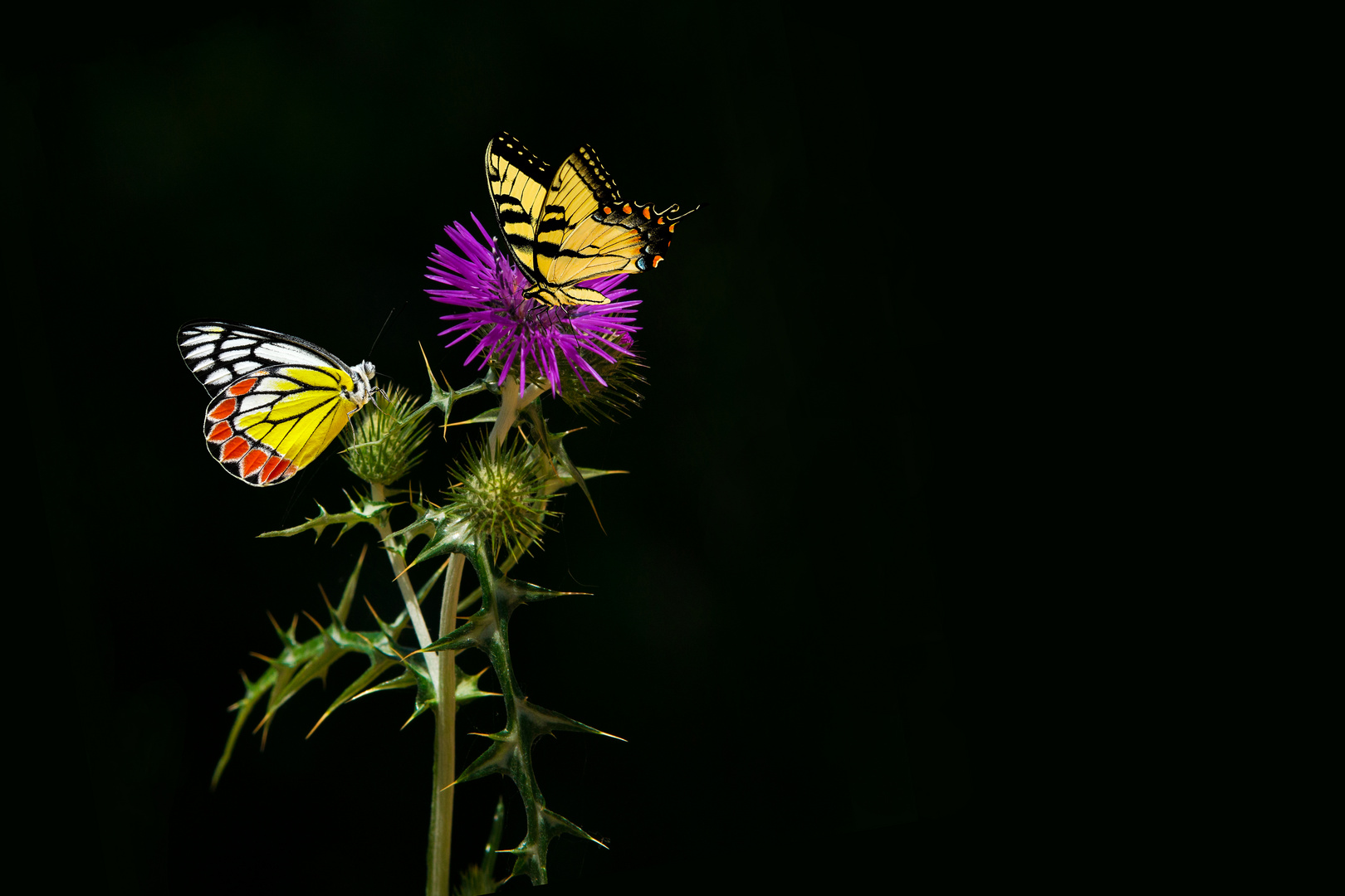 Colores de vida 