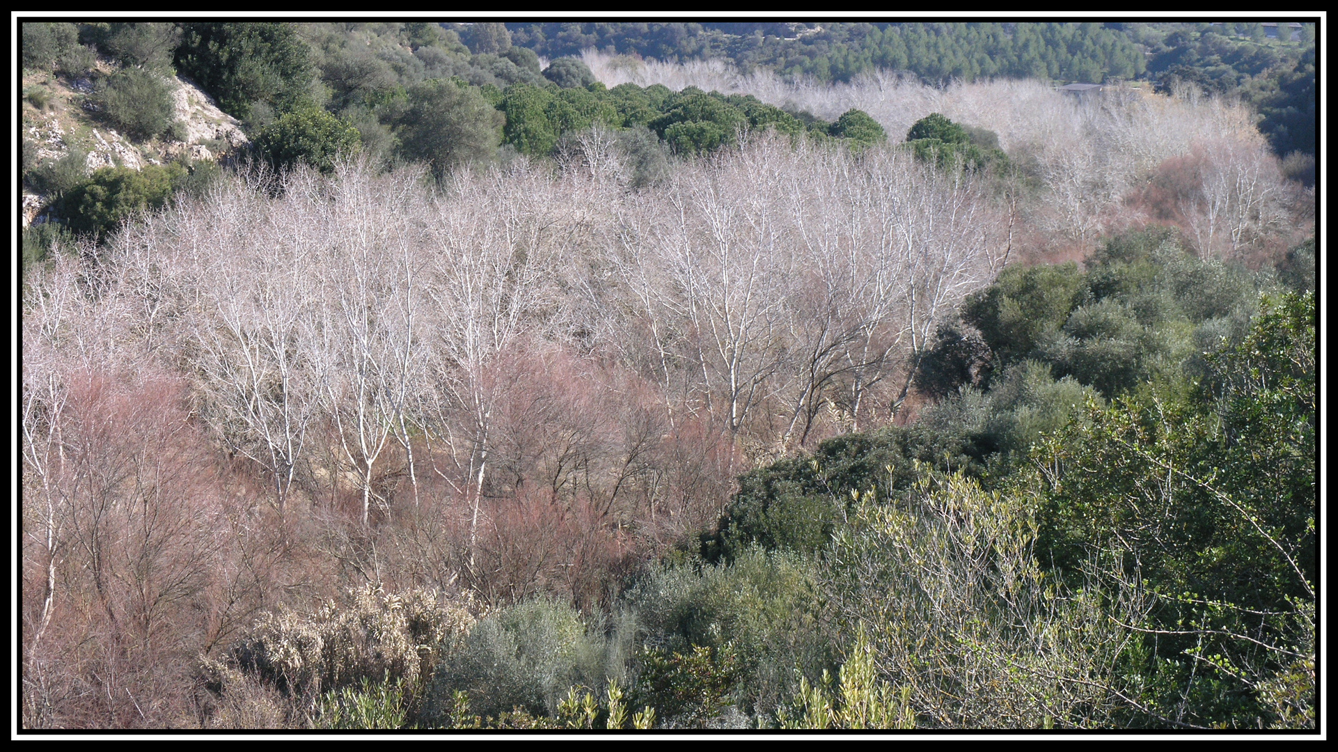 Colores del invierno