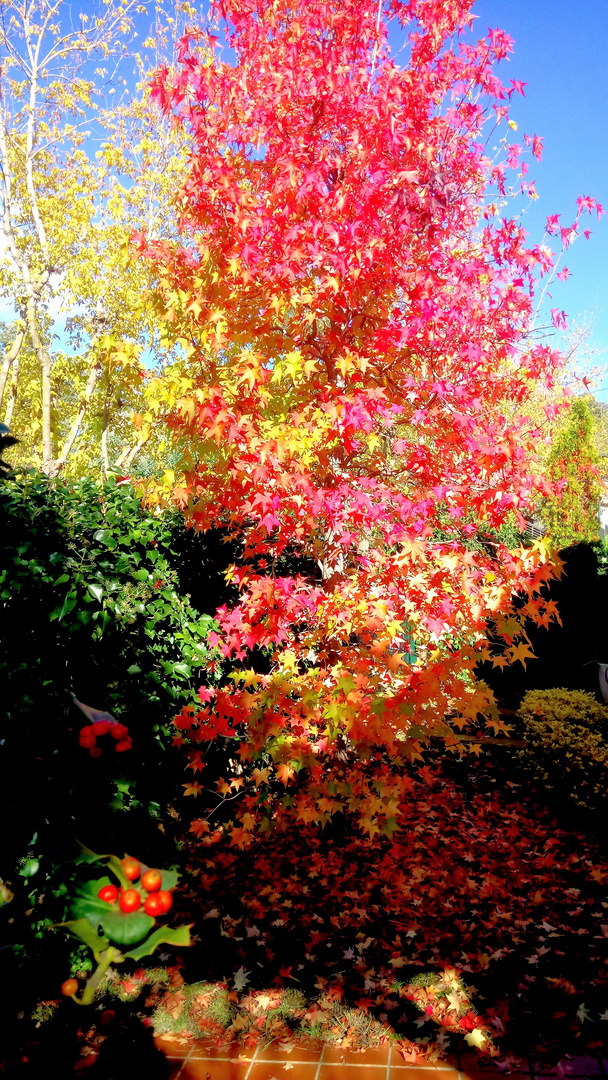 _COLORES DEL OTOÑO