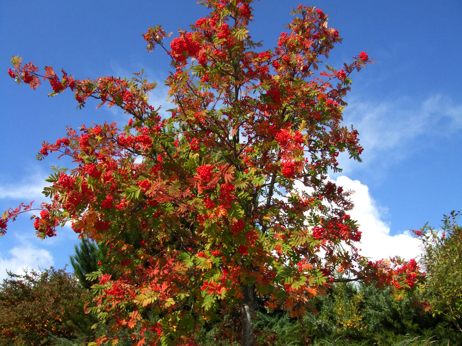 Colores del otoño en la montaña de León.