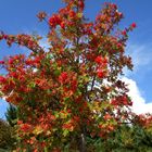 Colores del otoño en la montaña de León.