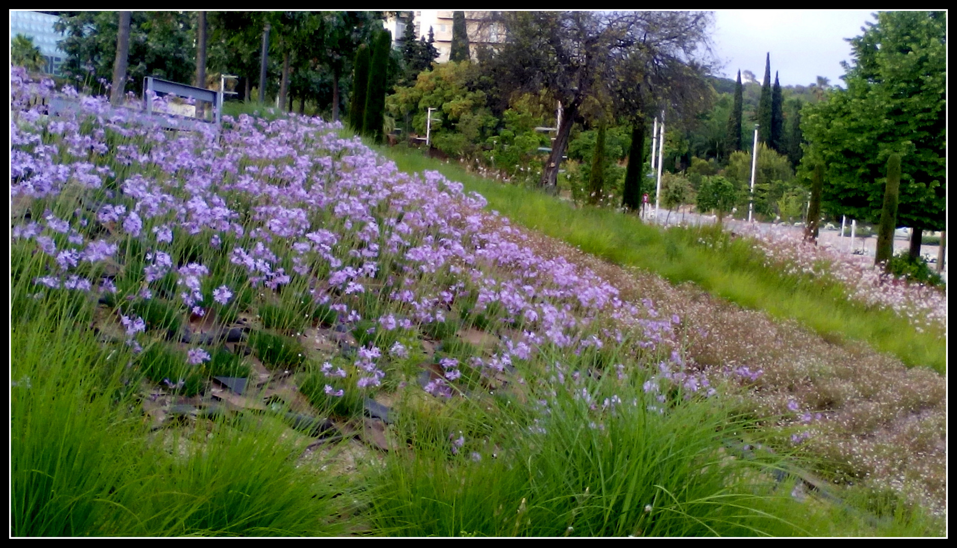 Colores en el jardin