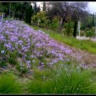 Colores en el jardin