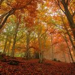 Colores en la niebla