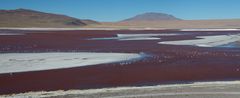 [ … Colores - Laguna Colorada ]