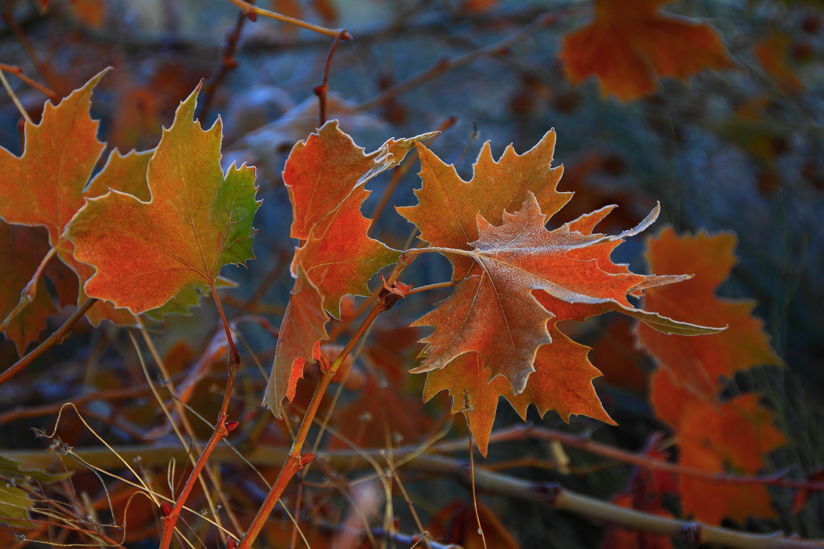 COLORES OTOÑALES