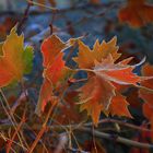 COLORES OTOÑALES