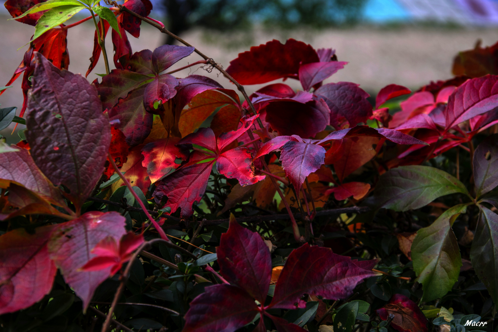 Colores otoñales