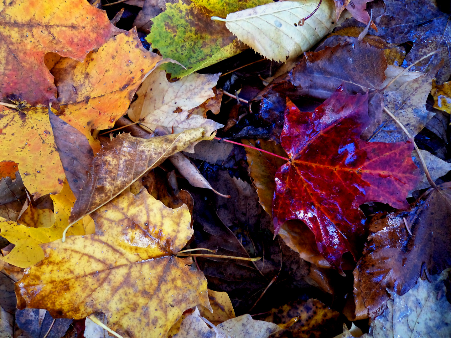 Colores otoñales...