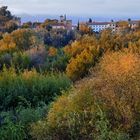 COLORES OTOÑALES EN BOSQUE DE RIBERA DEL RÍO GUADALQUIVIR ( Dedicada a Ana Vera)