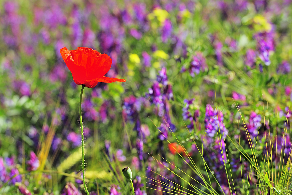 Colores primaverales.