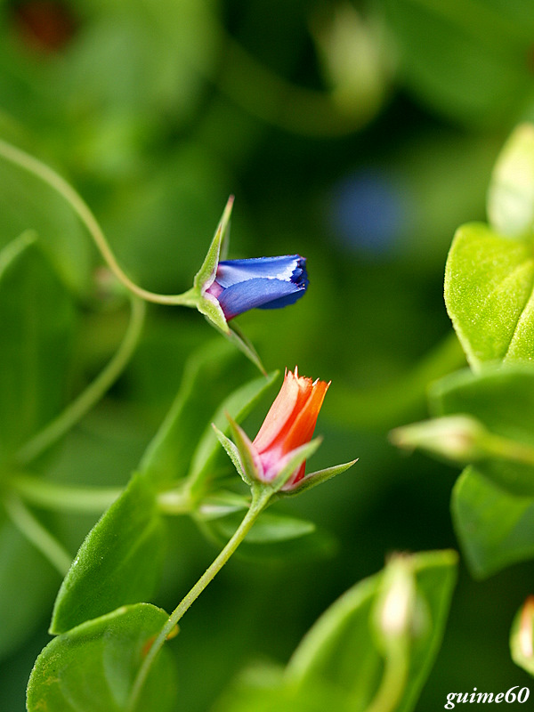 colores que desatan pasiones ..........................