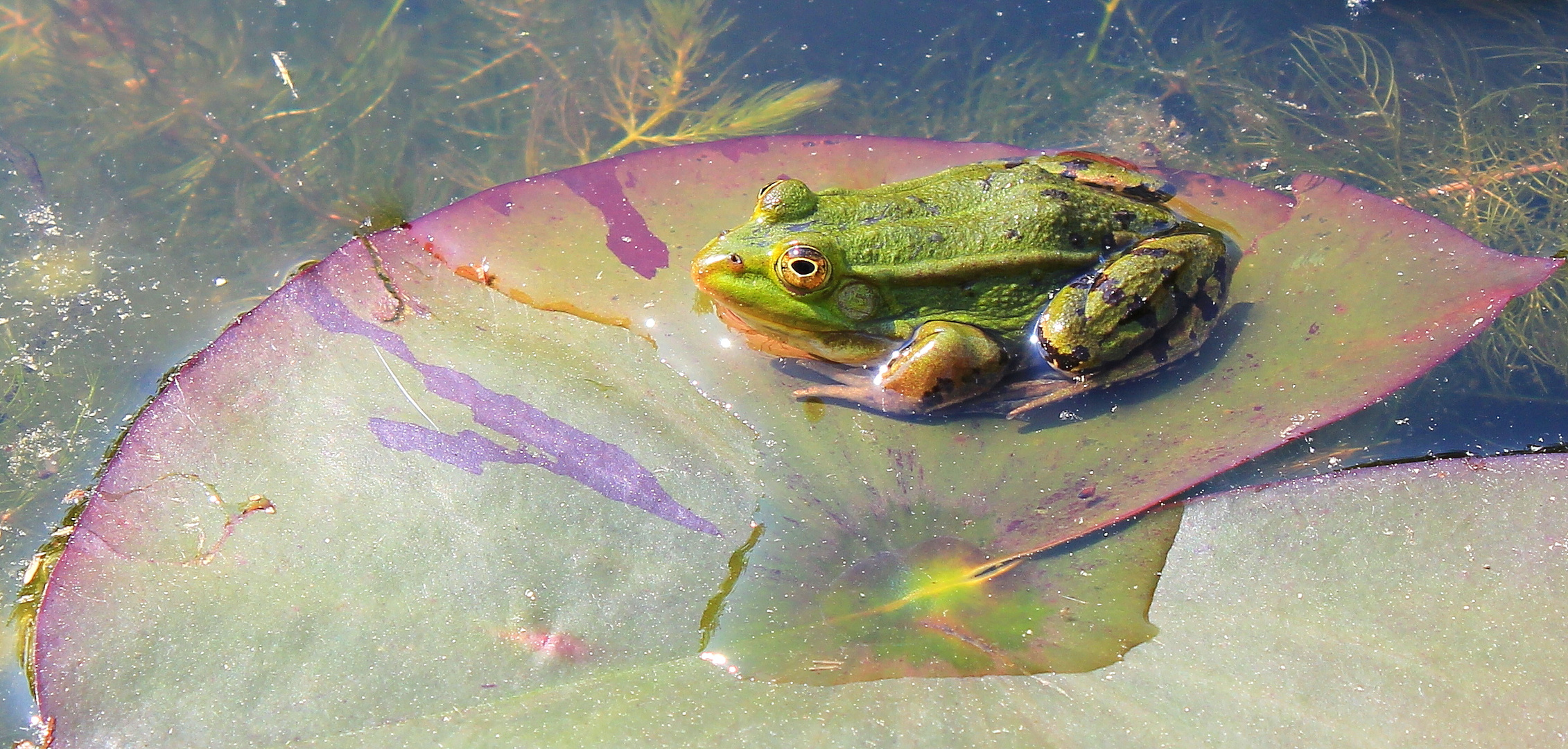 Colorfrog