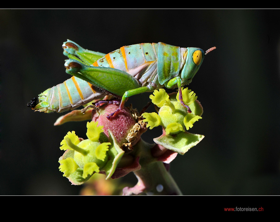 Colorful animals