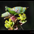 Colorful animals